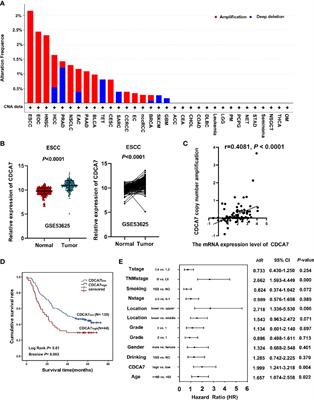 CDCA7 Facilitates Tumor Progression by Directly Regulating CCNA2 Expression in Esophageal Squamous Cell Carcinoma